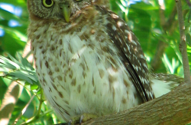 Cuban Pygmy Owl