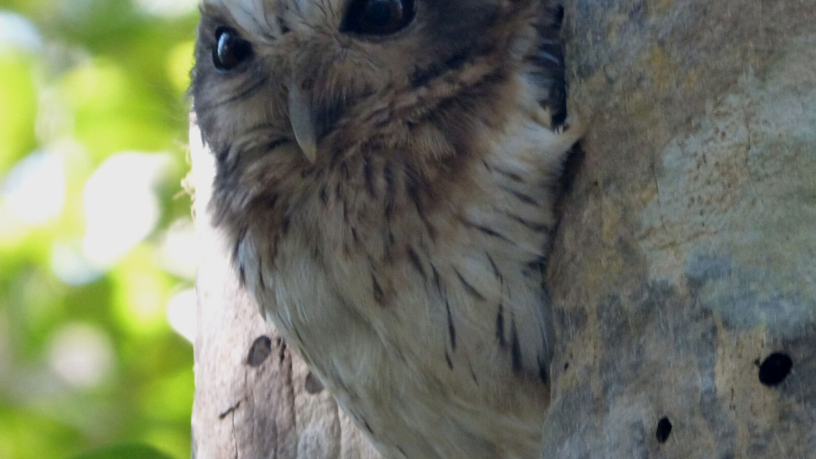 Bare-legged Owl