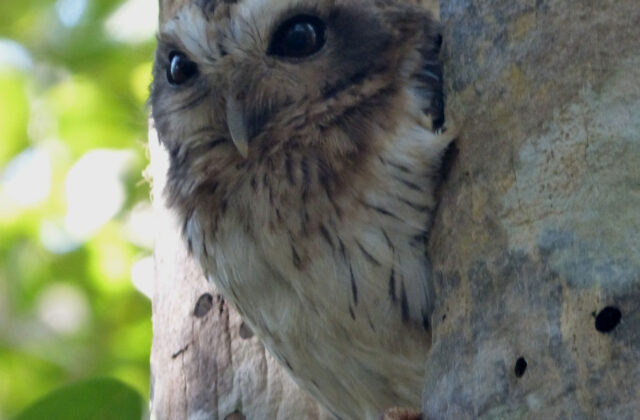 Bare-legged Owl