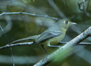 Cuban Vireo