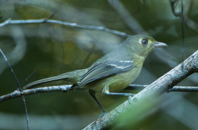 Cuban Vireo