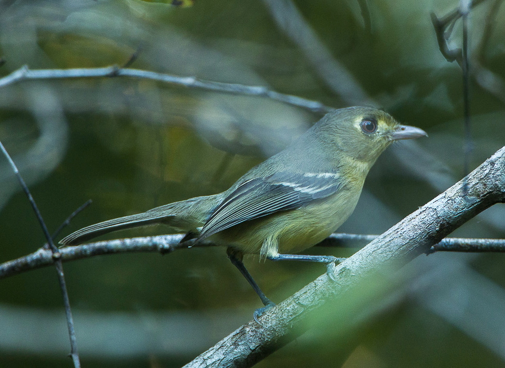 Cuban Vireo