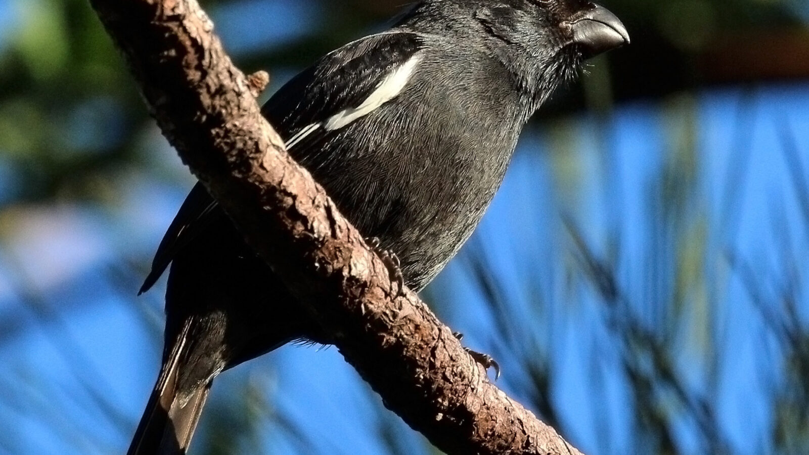 Cuban Bullfinch