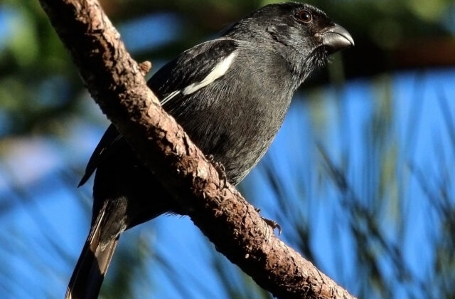 Cuban Bullfinch