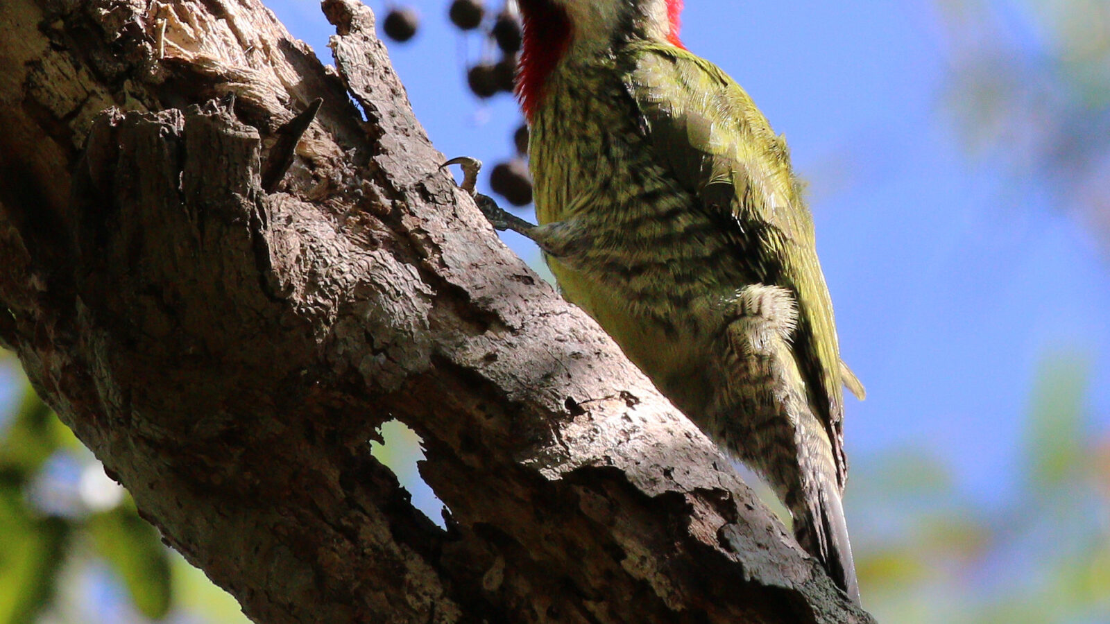 Cuban Green Woodpecker