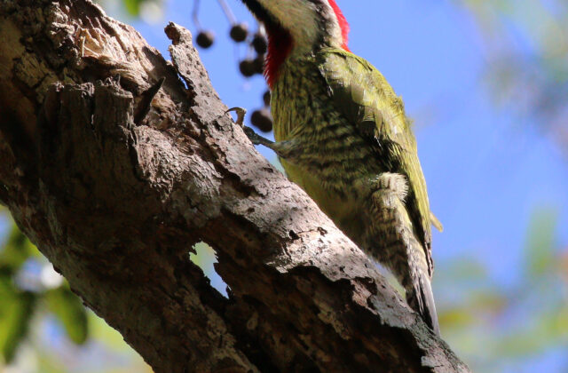 Cuban Green Woodpecker