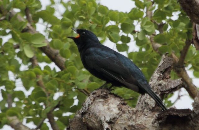 Black Cuckooshrike