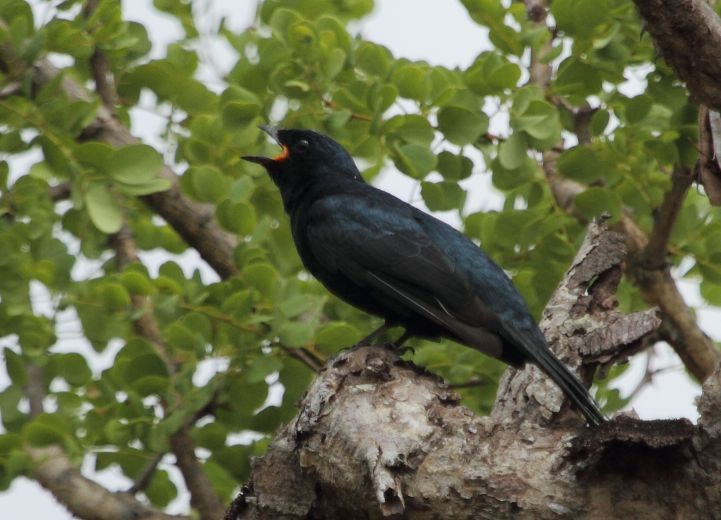 Black Cuckooshrike
