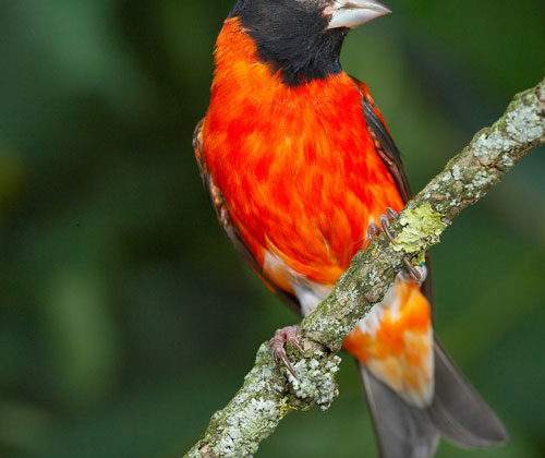 Red Siskin