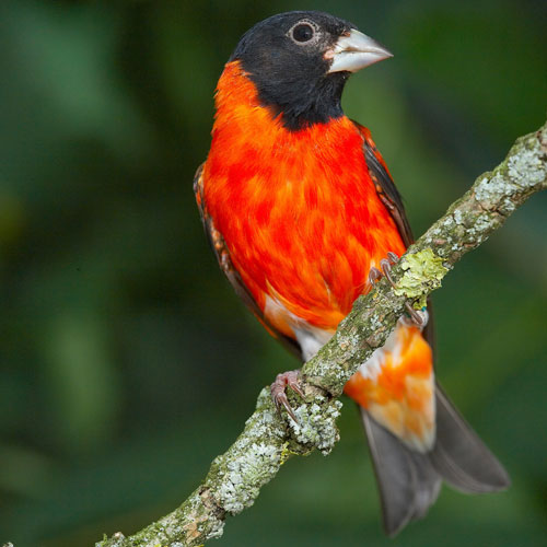 Red Siskin