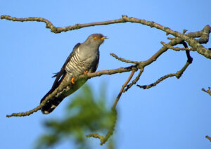 Common Cuckoo