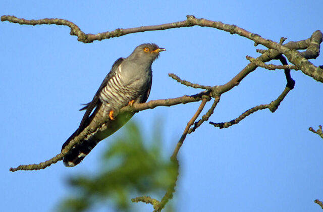 Common Cuckoo