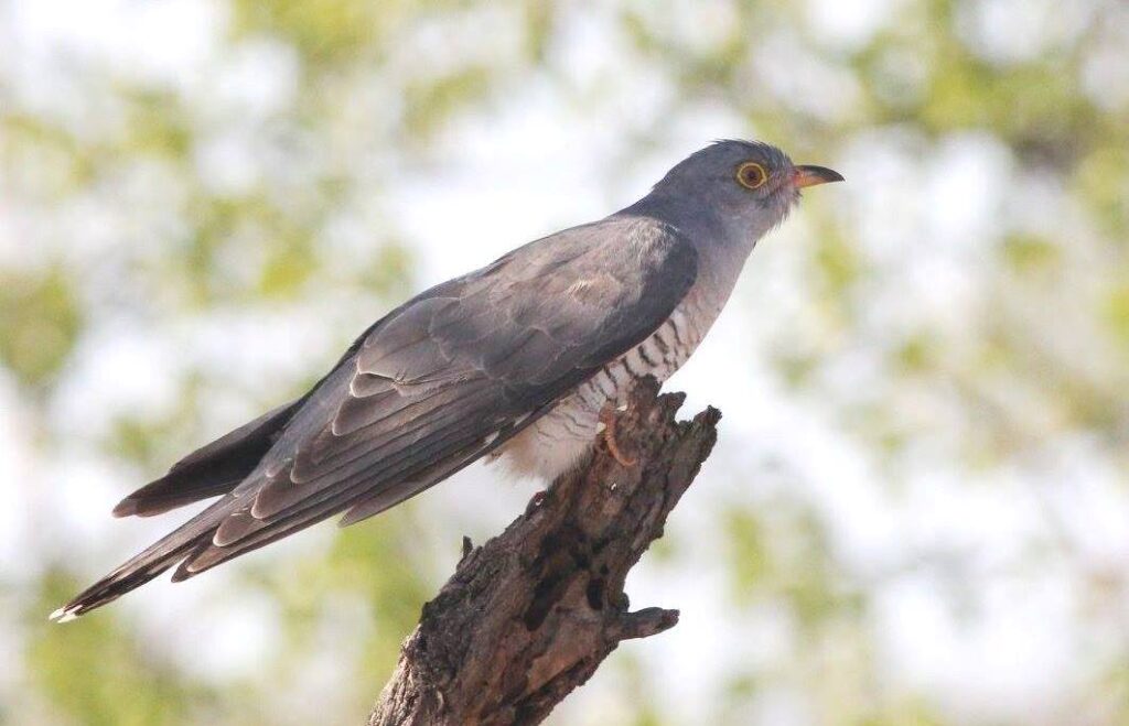 African Cuckoo