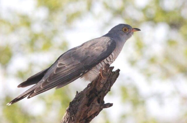 African Cuckoo