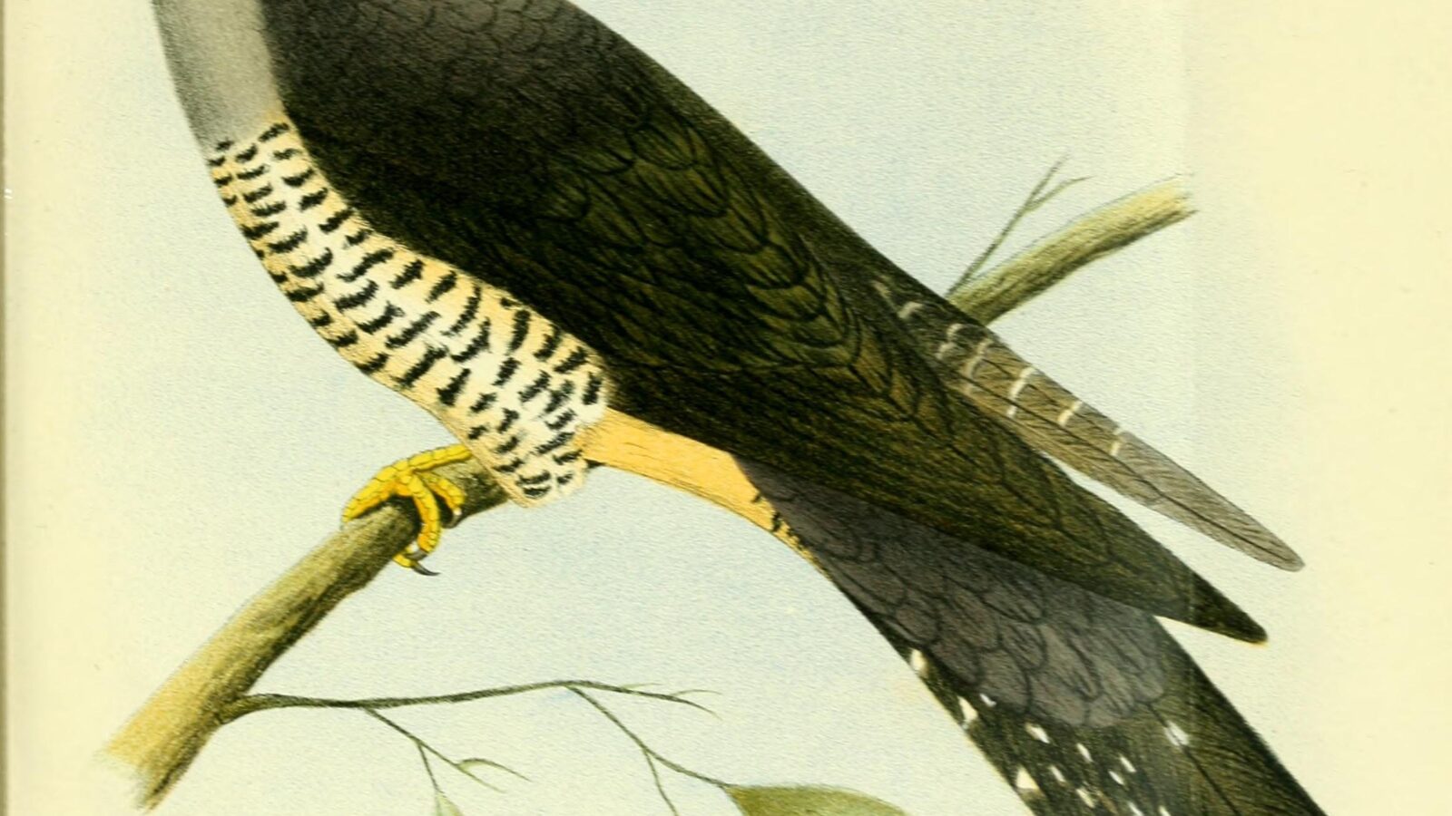 Madagascar Cuckoo