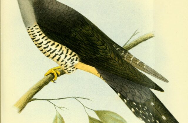 Madagascar Cuckoo