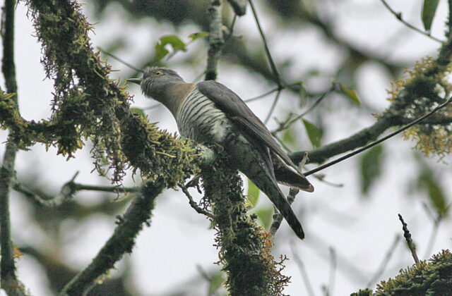 Himalayan Cuckoo