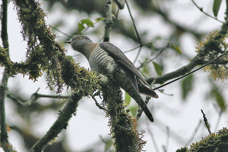 Himalayan Cuckoo