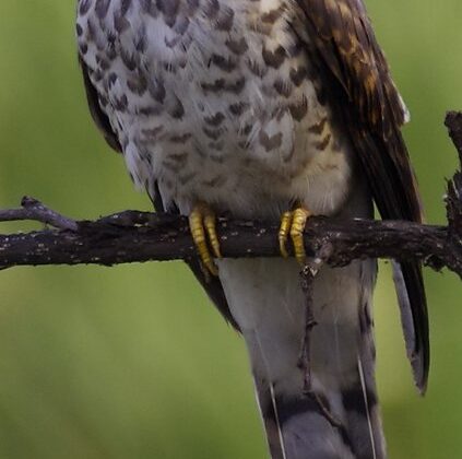 Common Hawk-Cuckoo