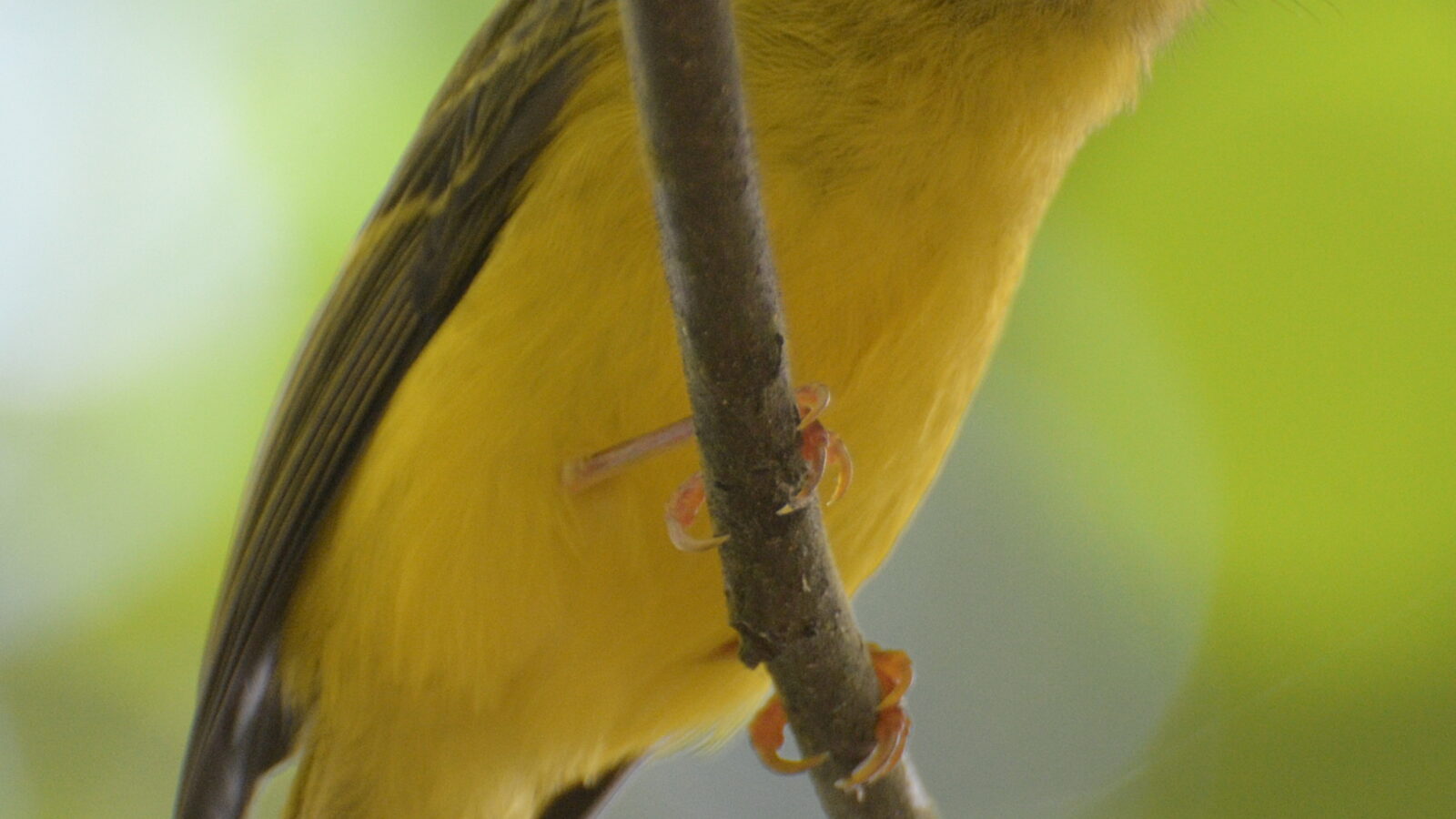 Citrine Canary-flycatcher