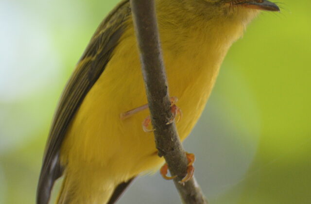 Citrine Canary-flycatcher