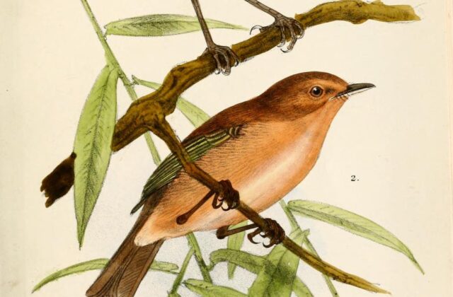 Brown Woodland Warbler