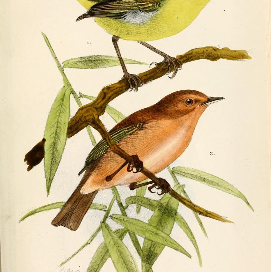 Brown Woodland Warbler