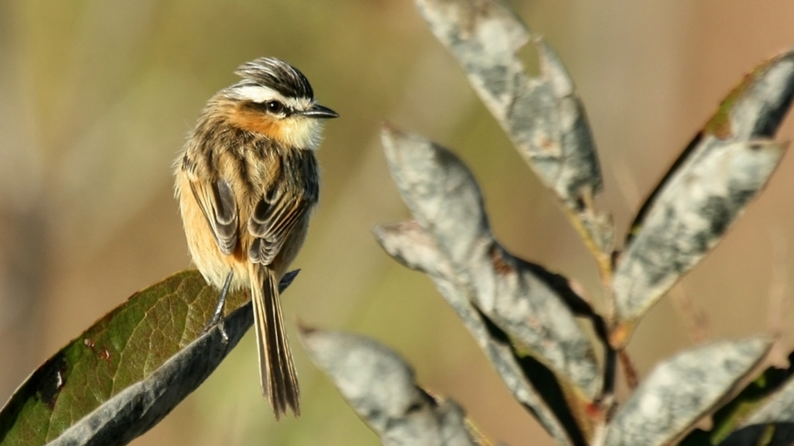 Sharp-tailed Grass Tyrant