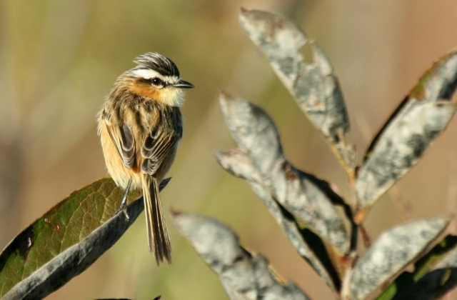 Sharp-tailed Grass Tyrant