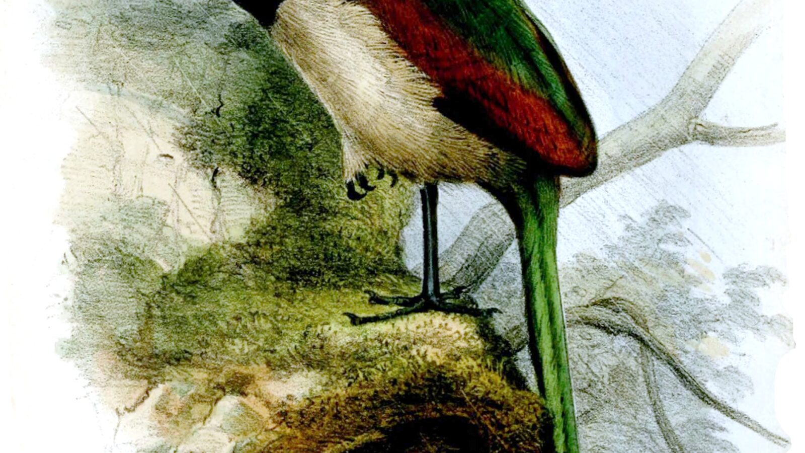 Rufous-winged Ground Cuckoo