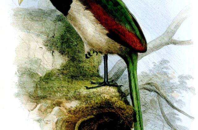 Rufous-winged Ground Cuckoo