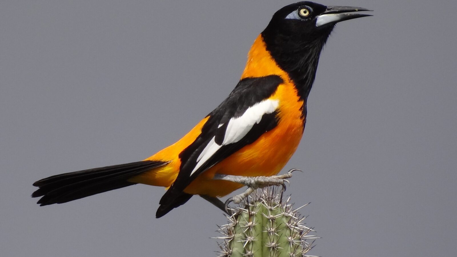 Venezuelan Troupial