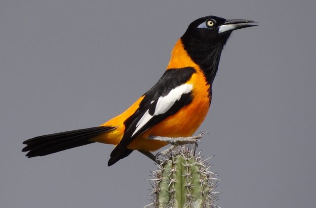 Venezuelan Troupial