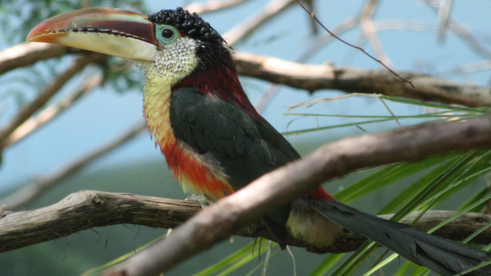 Curl-crested Aracari