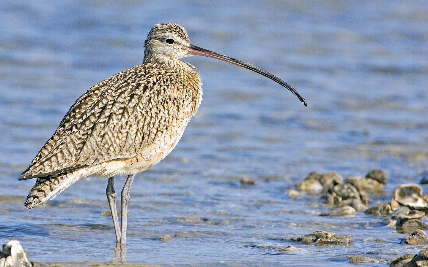 Long-billed Curlew