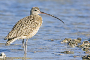Long-billed Curlew