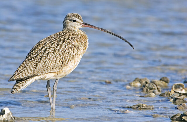 Long-billed Curlew