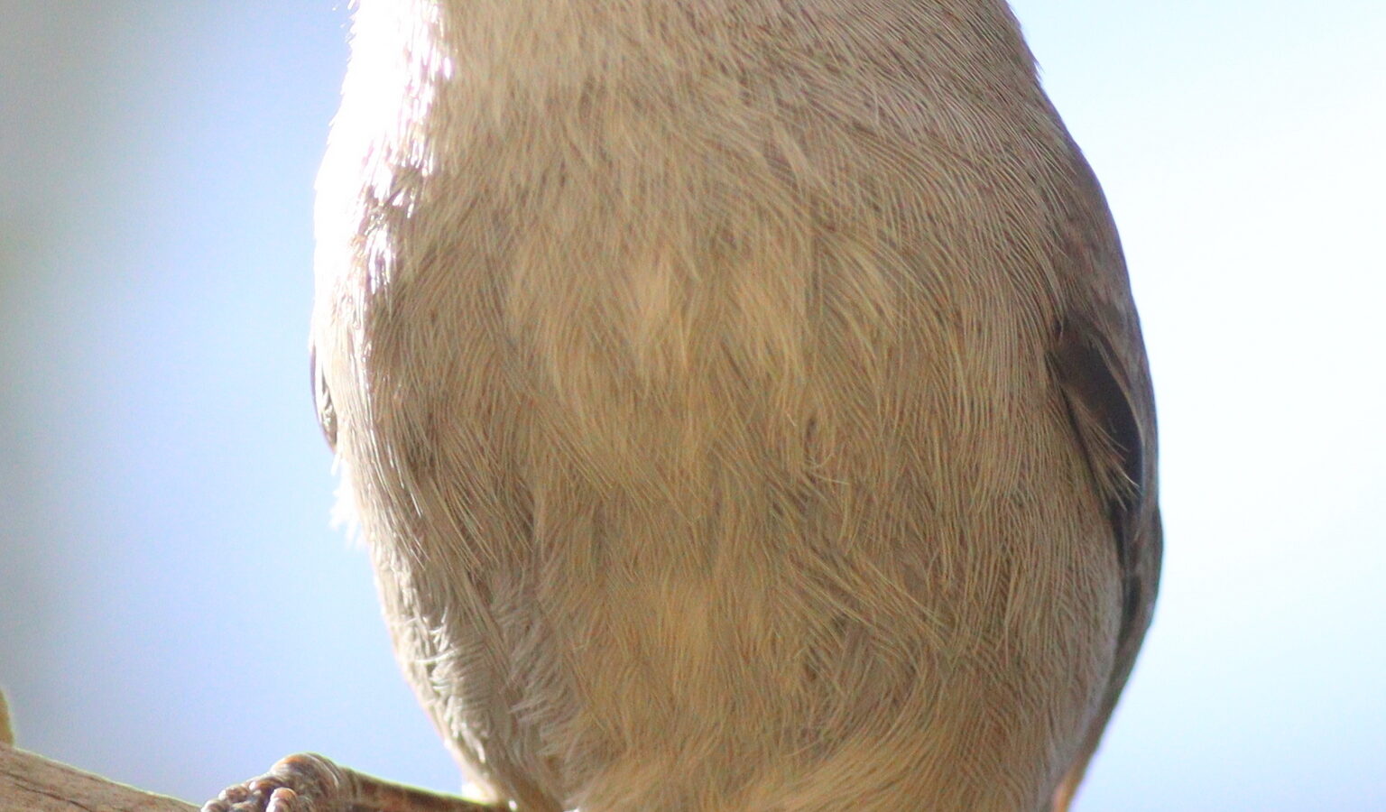 Yemen Warbler
