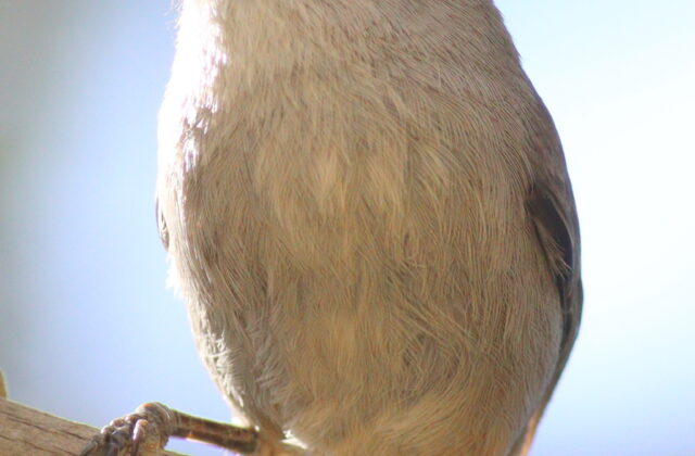 Yemen Warbler