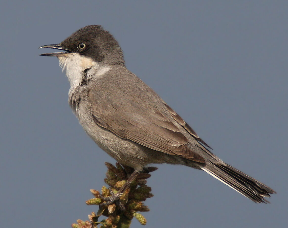 Eastern Orphean Warbler