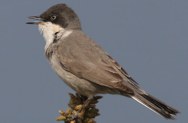 Eastern Orphean Warbler