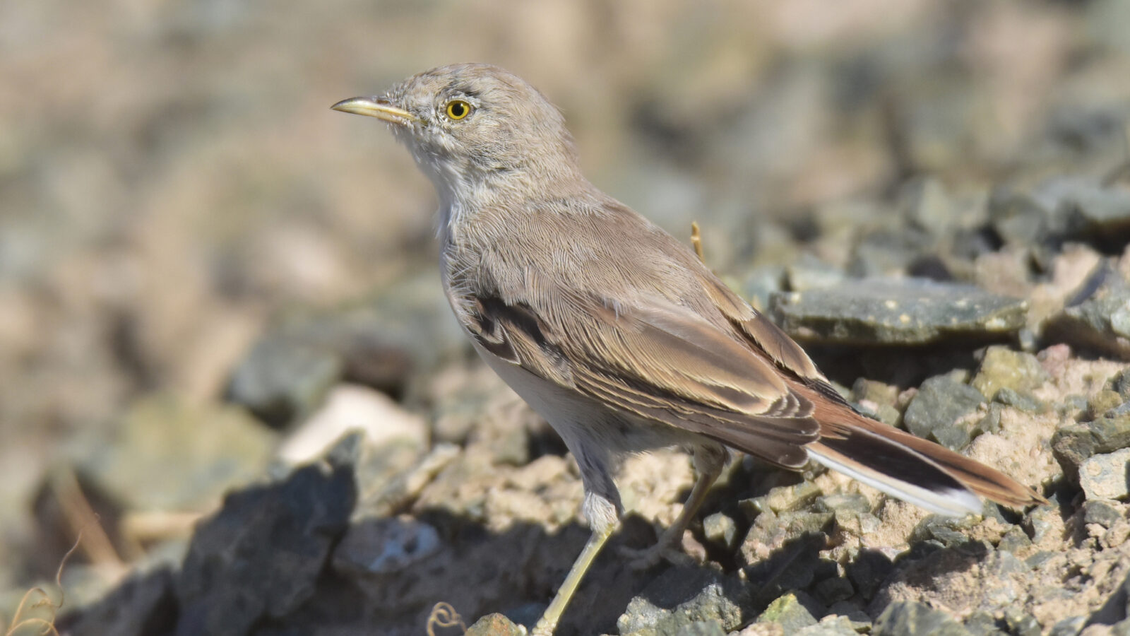 Asian Desert Warbler