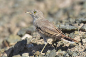 Asian Desert Warbler