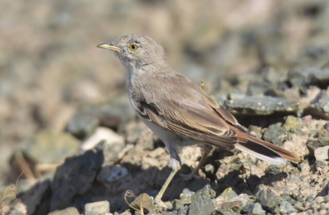 Asian Desert Warbler