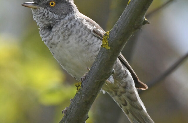 Barred Warbler