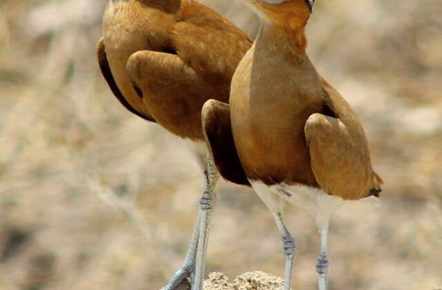 Burchell’s Courser