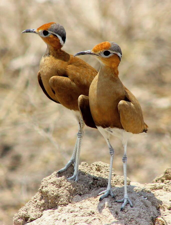 Burchell’s Courser