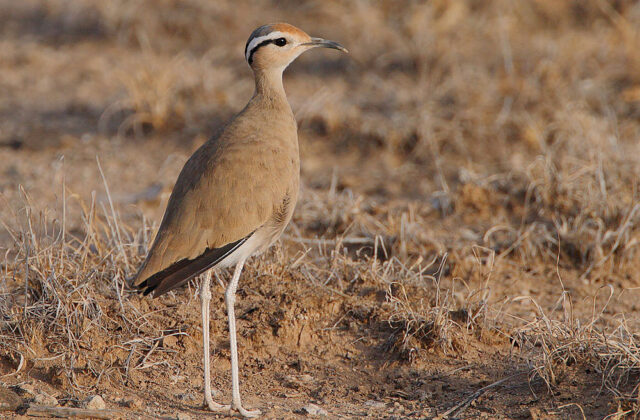 Somali Courser