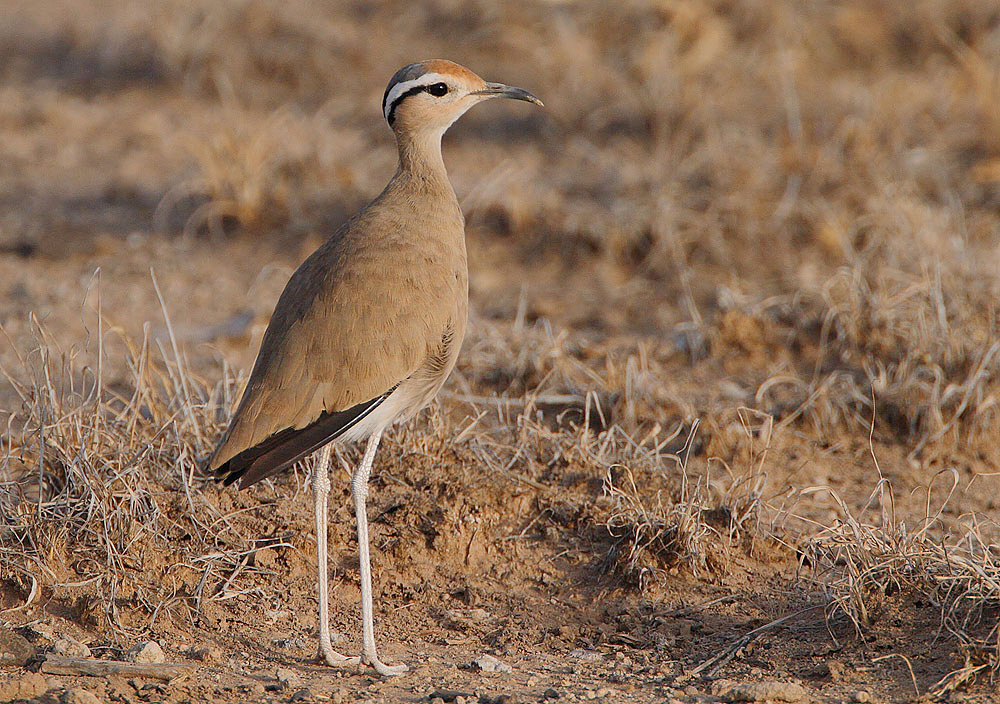 Somali Courser