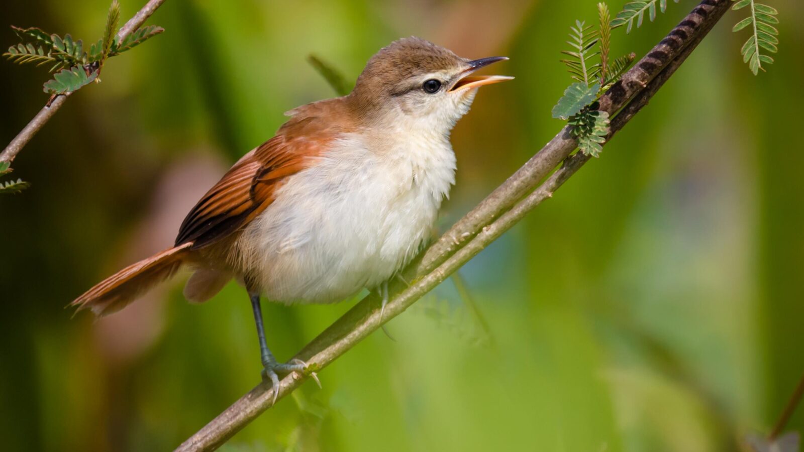Yellow-chinned Spinetail